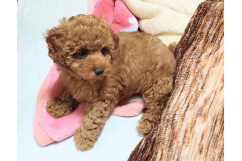 成約済の秋田県のマルプー:マルチーズ×トイプードル-385841の2枚目